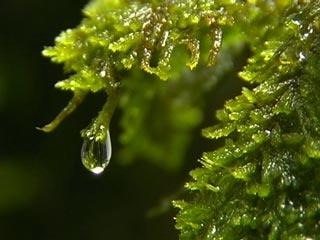 drop on Moss1